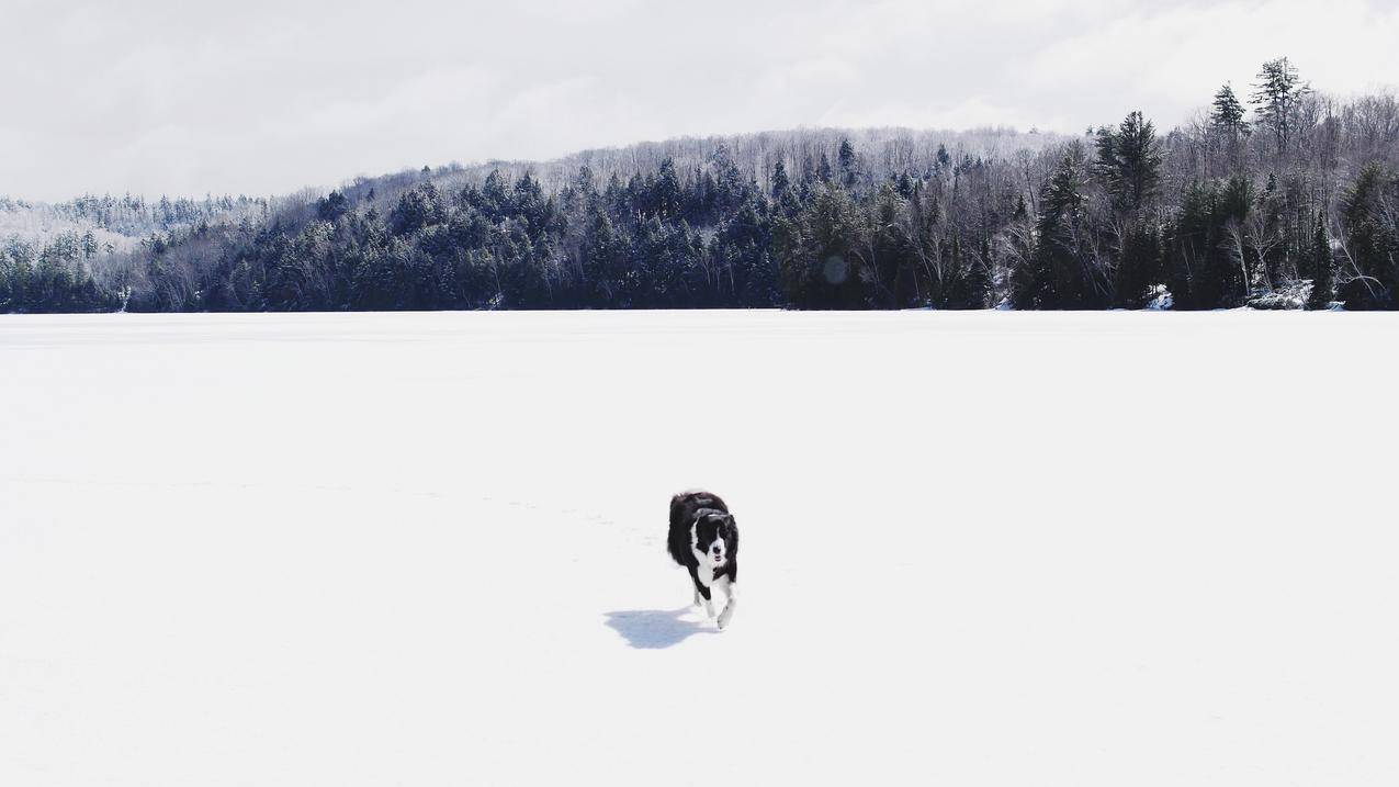 摄影,狗,雪,森林