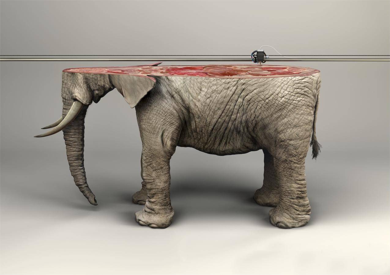 美术品,动物,指形动物,大象,3dobject,3d打印机,皮肤,照相操作,尖牙,简易背景,电线,IFAW