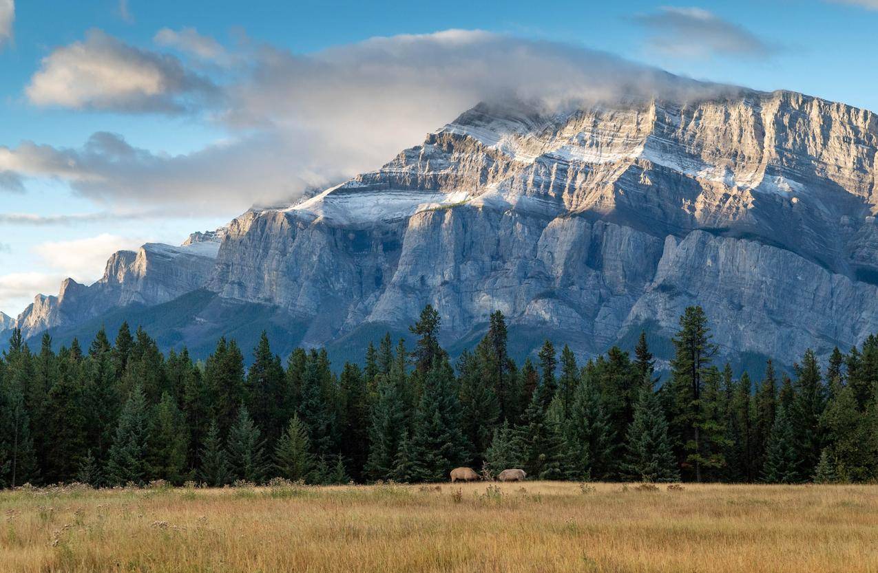 阿尔伯塔,加拿大,国家公园,BanffNationalPark,山,云,日落,麋鹿,树木