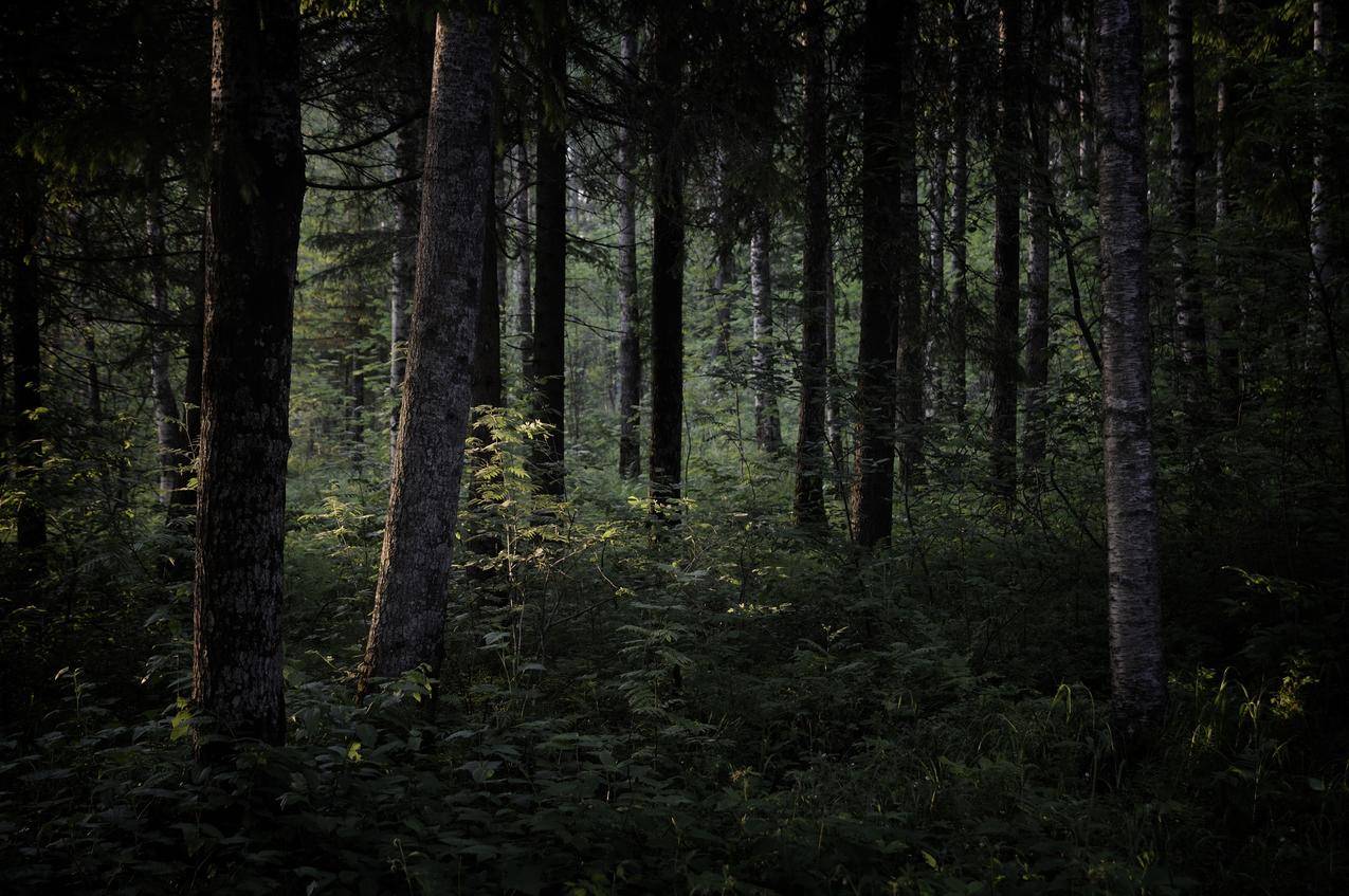 黑暗自然树木森林