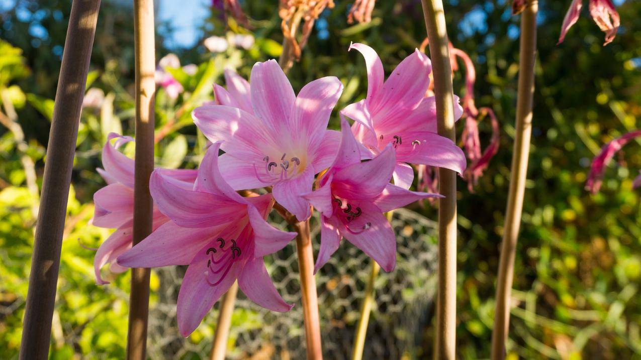 针花,山水,花卉