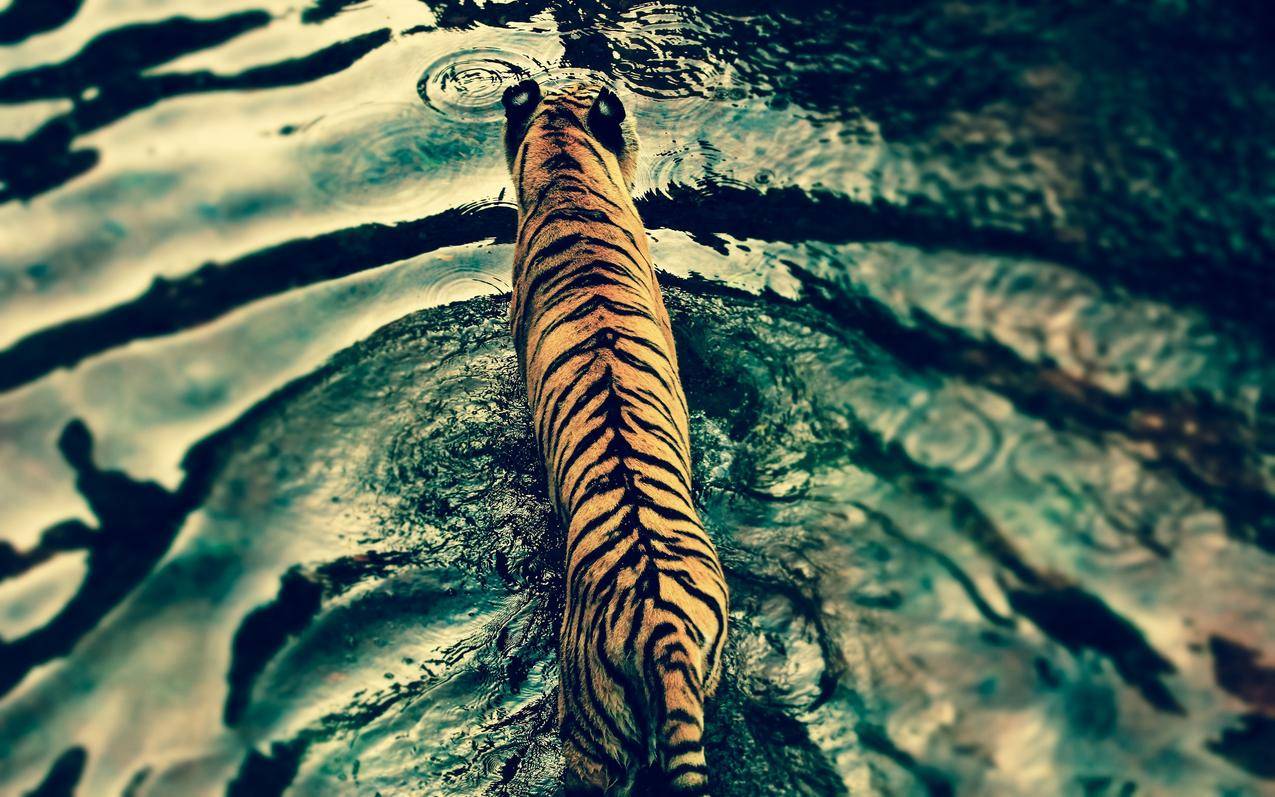老虎,水,光,动物,大猫咪
