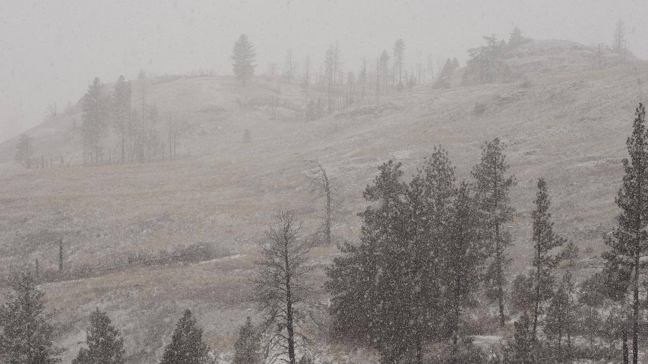 山,雪,树