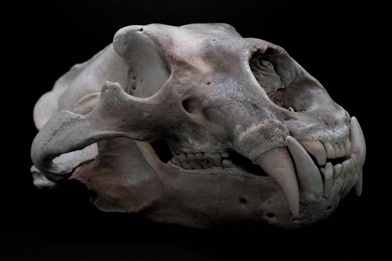 牙齿,polarbears,头骨,blackbackground