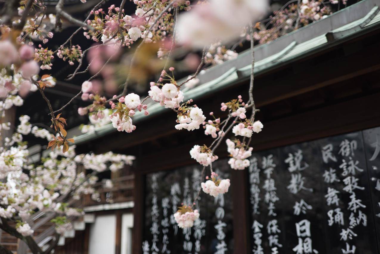 加兰克鲁特,日本,樱花,汉字