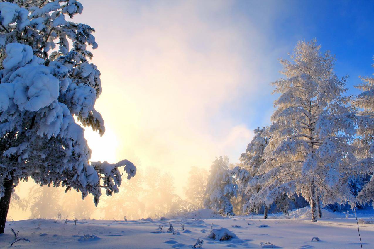 冬天,雪,自然,树木,风景