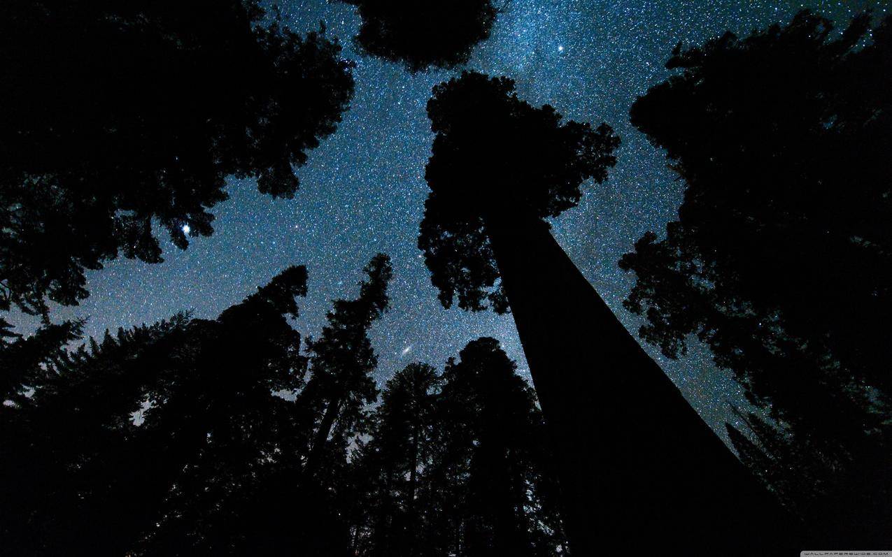 仙女座,星系,空间,虫子,赛义夫,黑暗,夜晚,树木,天空