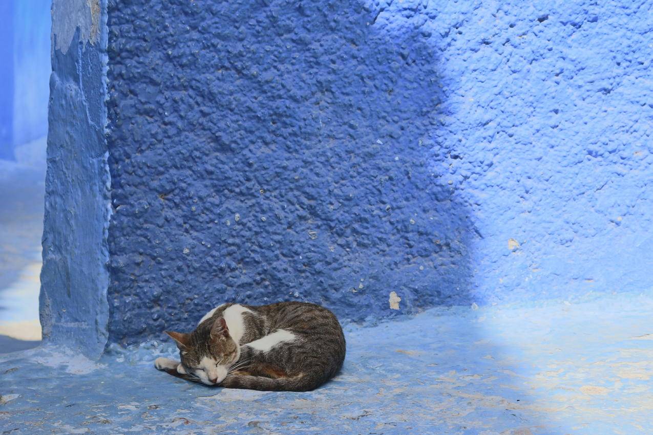 猫,墙,动物,睡觉