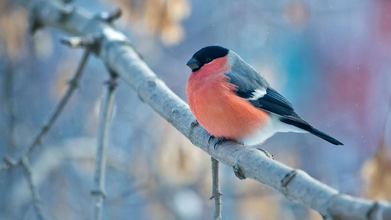 景观,自然,鸟类,动物,Bullfinch