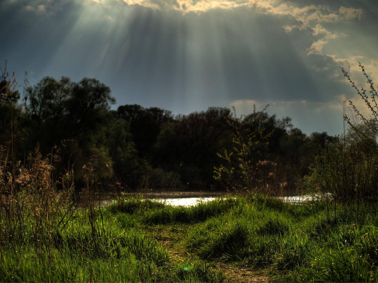 森林,HDR,自然,阳光