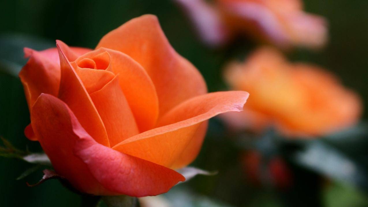 花,玫瑰,桔子花