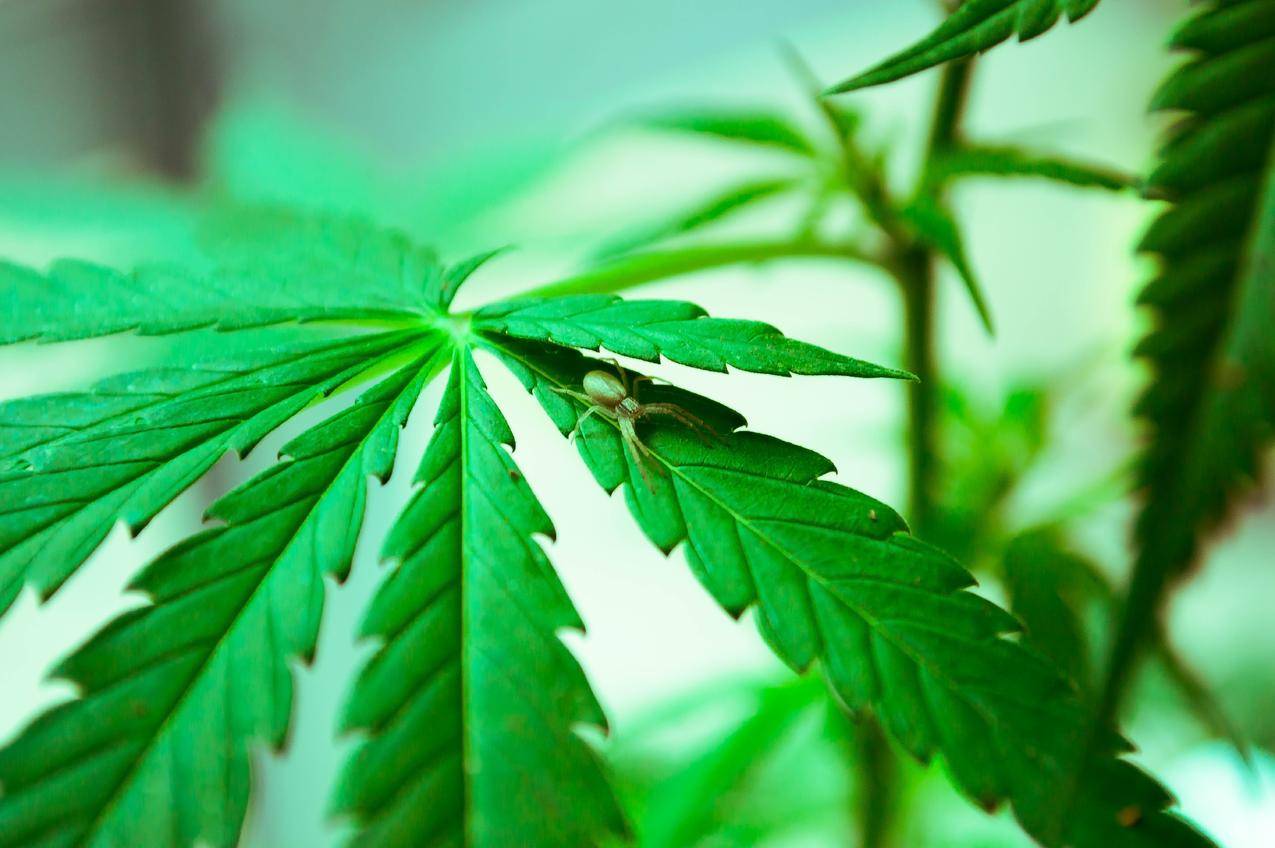 大麻,植物,昆虫