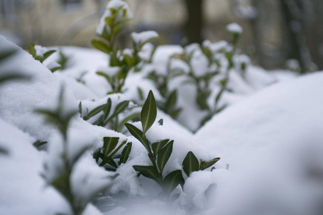 冬天,雪,季节,自然,霜冻,宏观