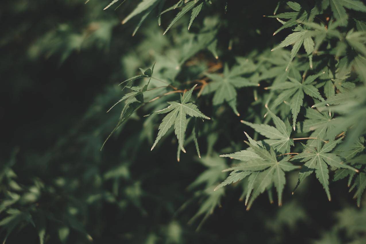 植物,叶子,绿色,户外