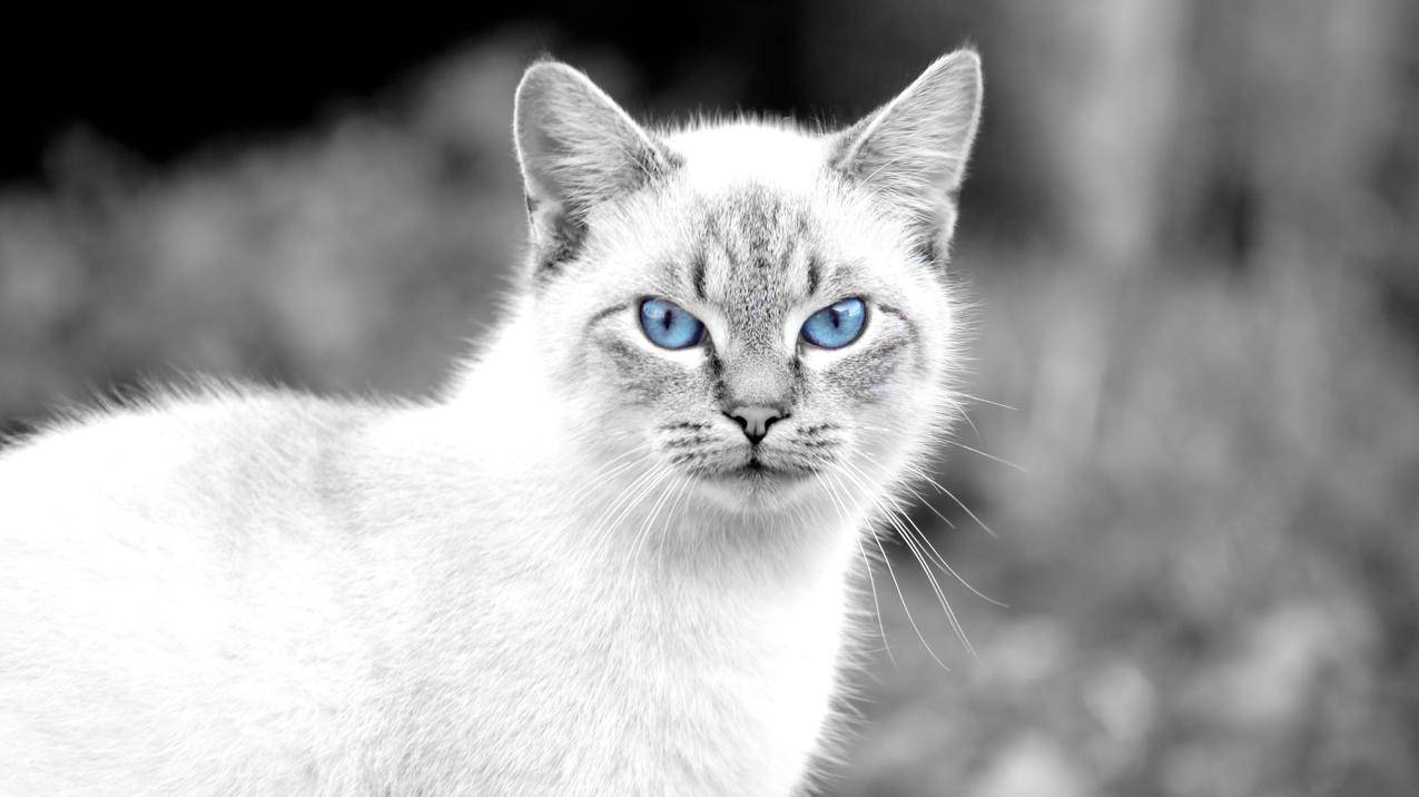 蓝眼睛,猫,动物