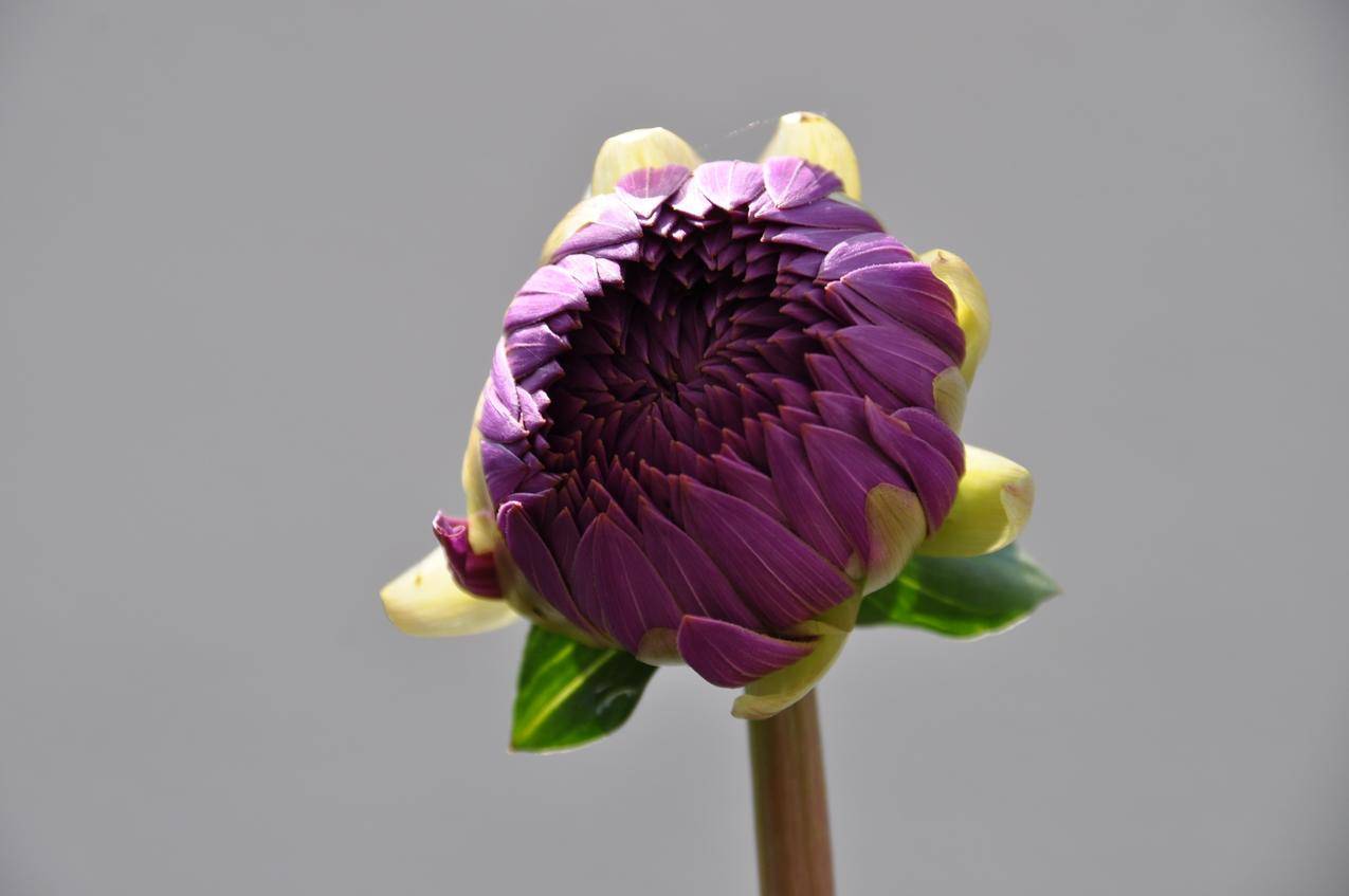 花,紫花,简单的背景,植物