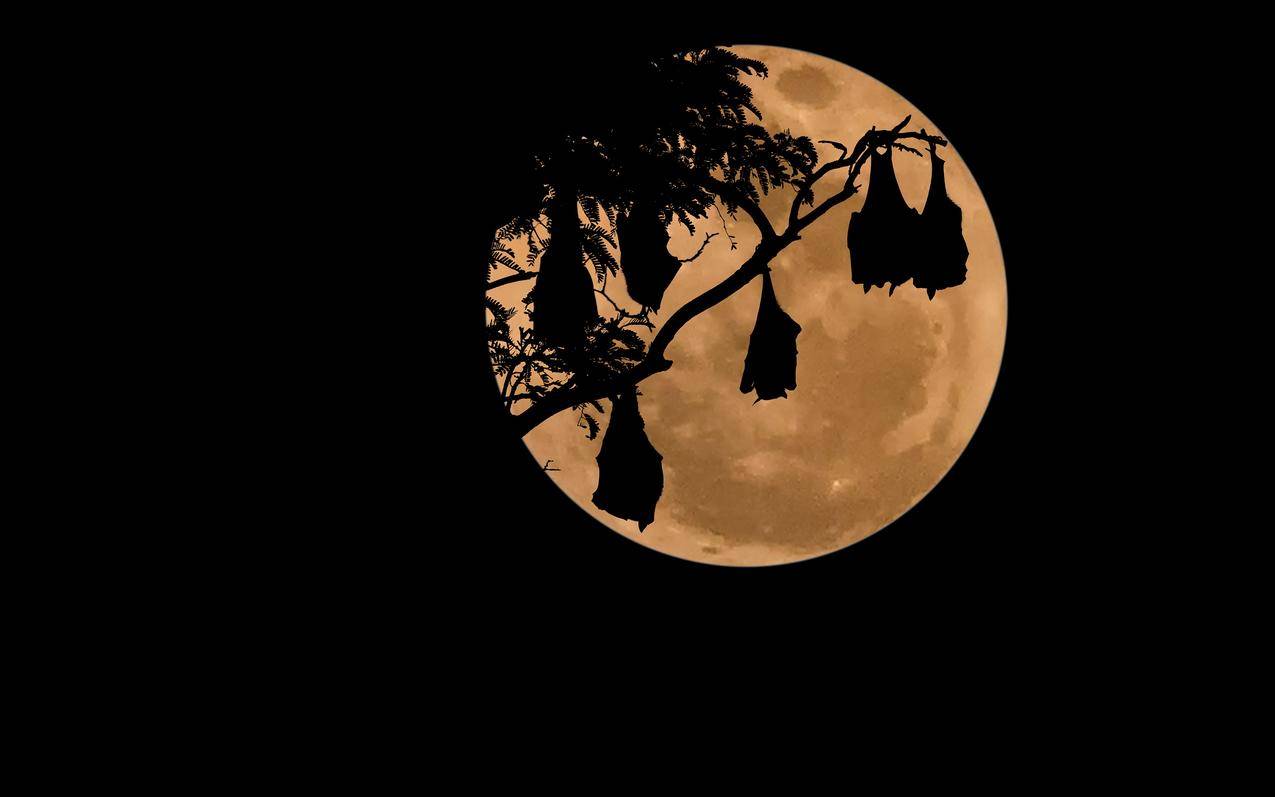 Moon,蝙蝠,夜晚,简单的背景