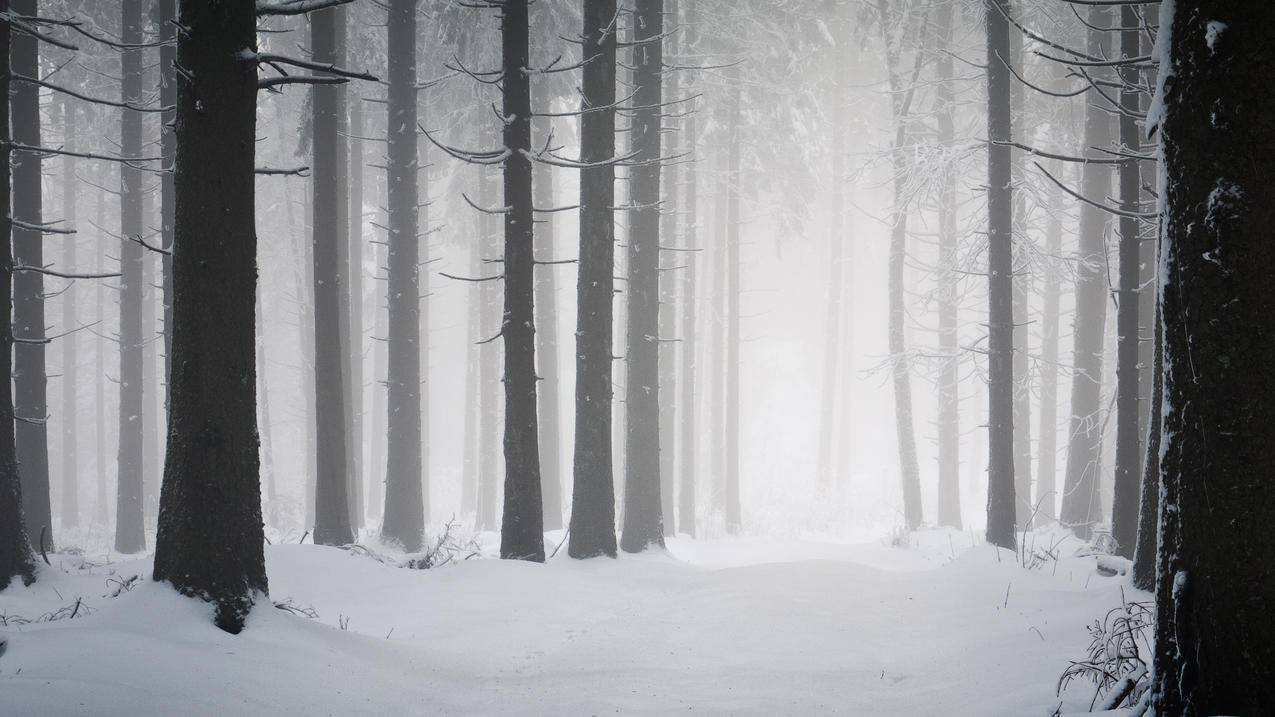 森林,树木,雪,冬天,雾,路径,性质