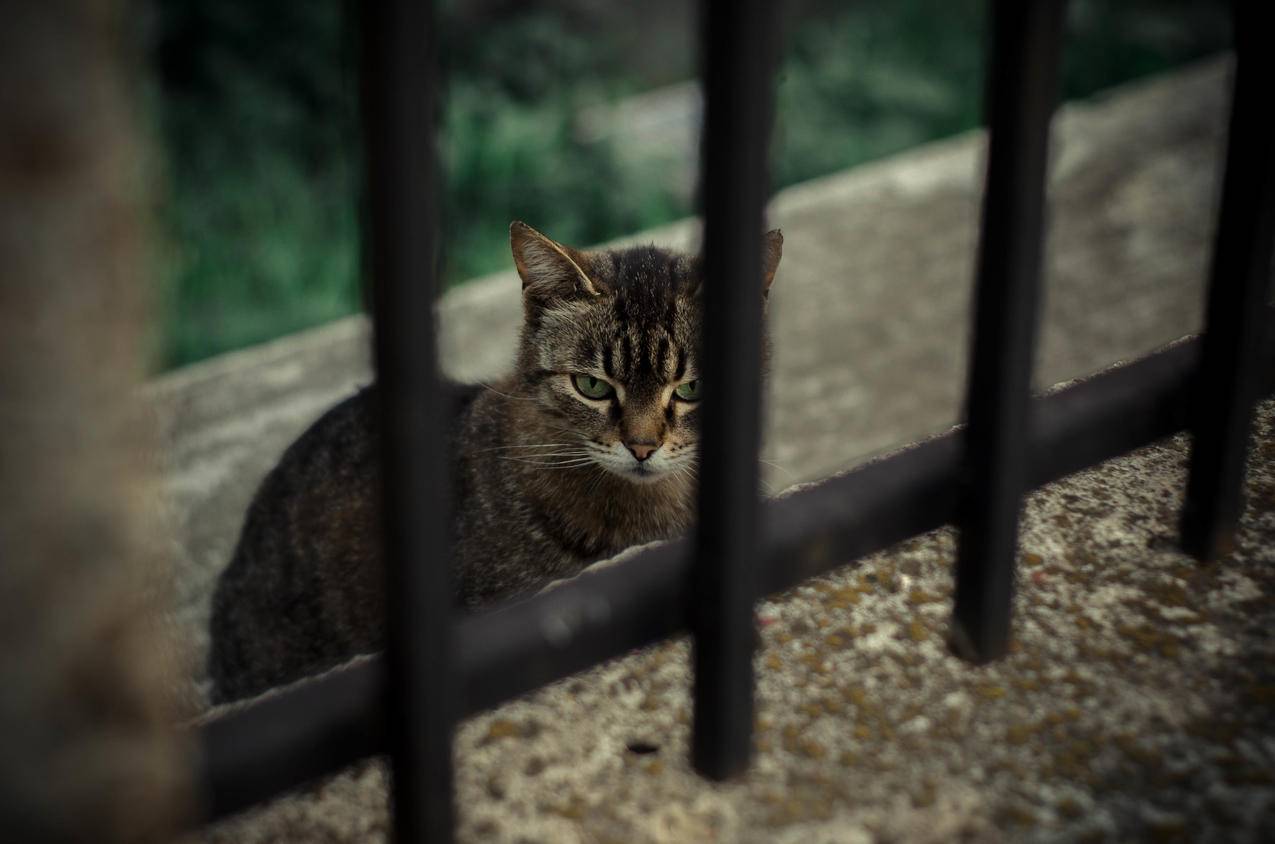 格雷尼丝,猫科动物