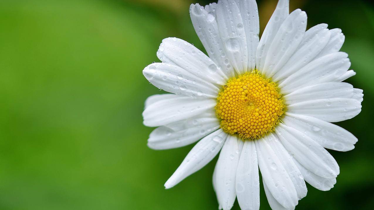 绿色白花