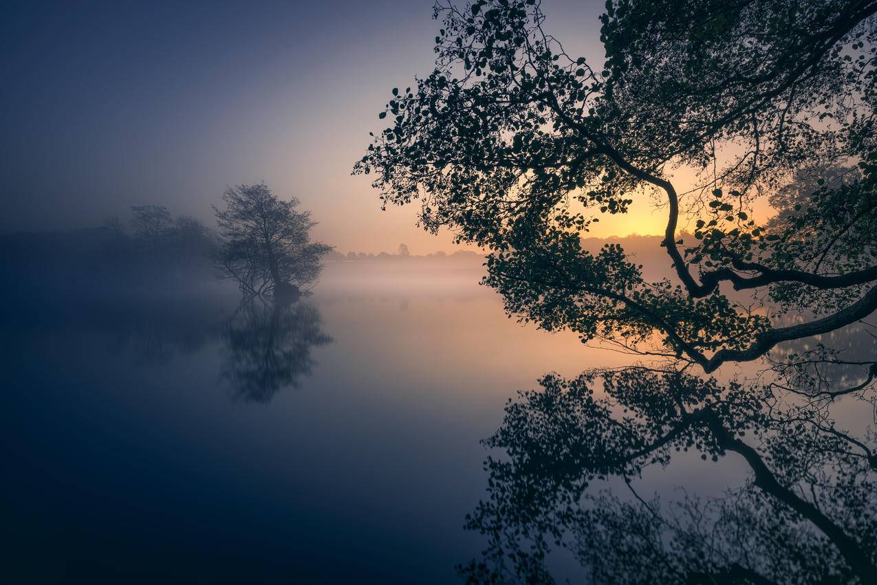 自然,湖,雾,早晨,calmwaters,反思,分支机构,平静,树木