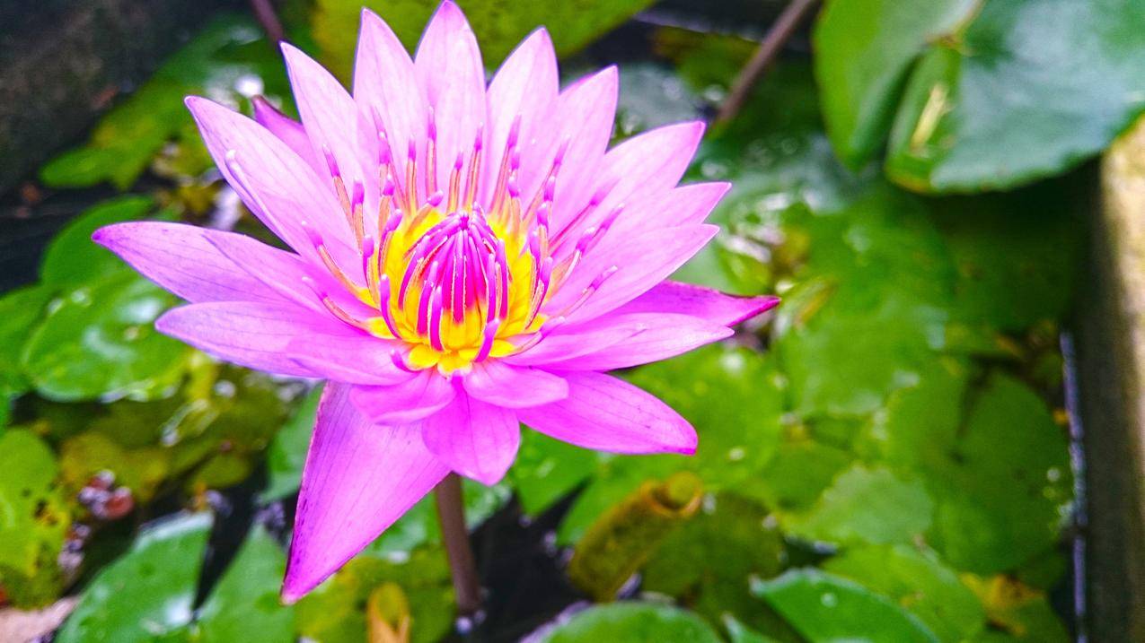大自然,莲花,海滩,SriLanka