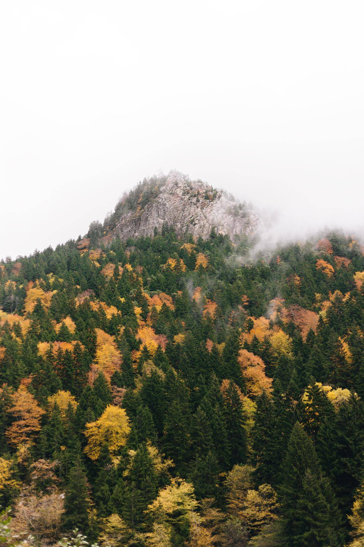 自然,树木,pinetrees,秋天