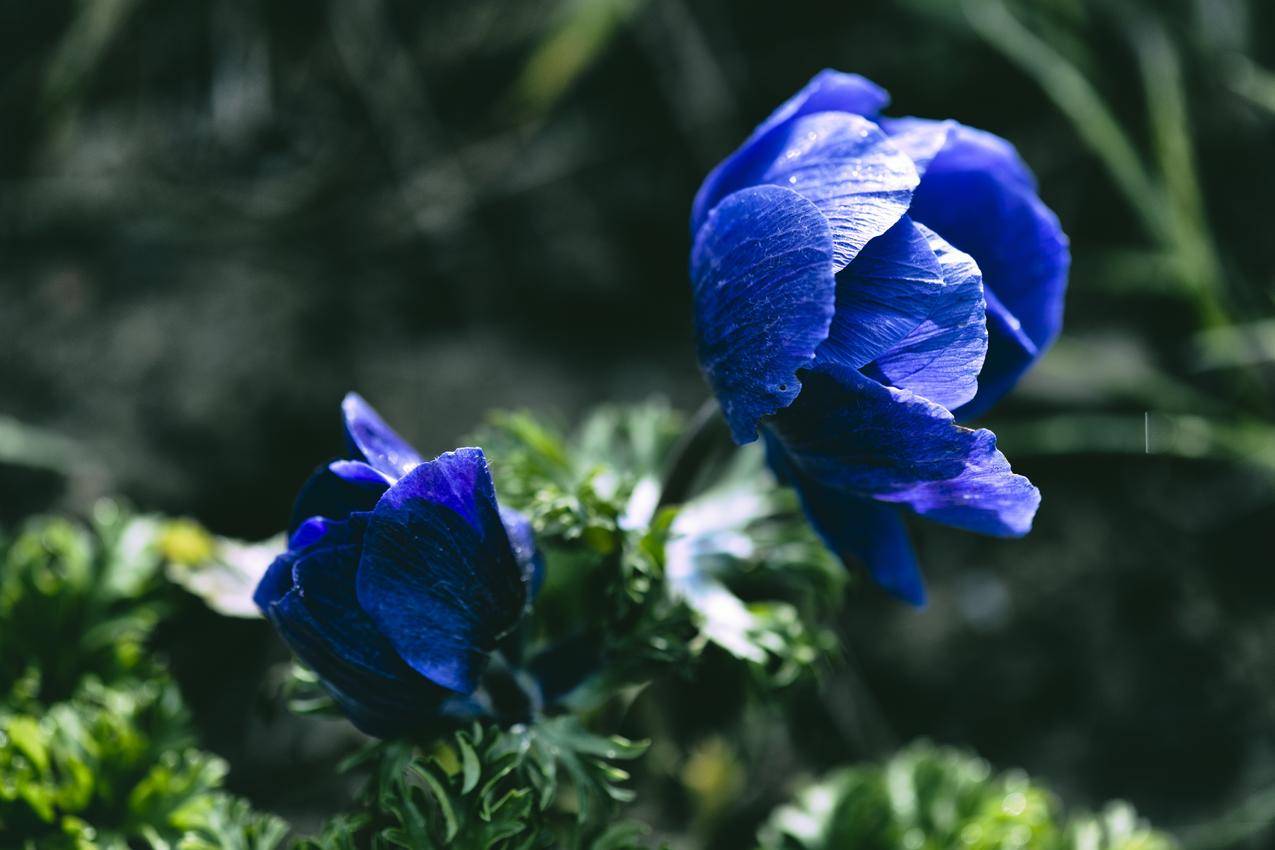 植物,花卉