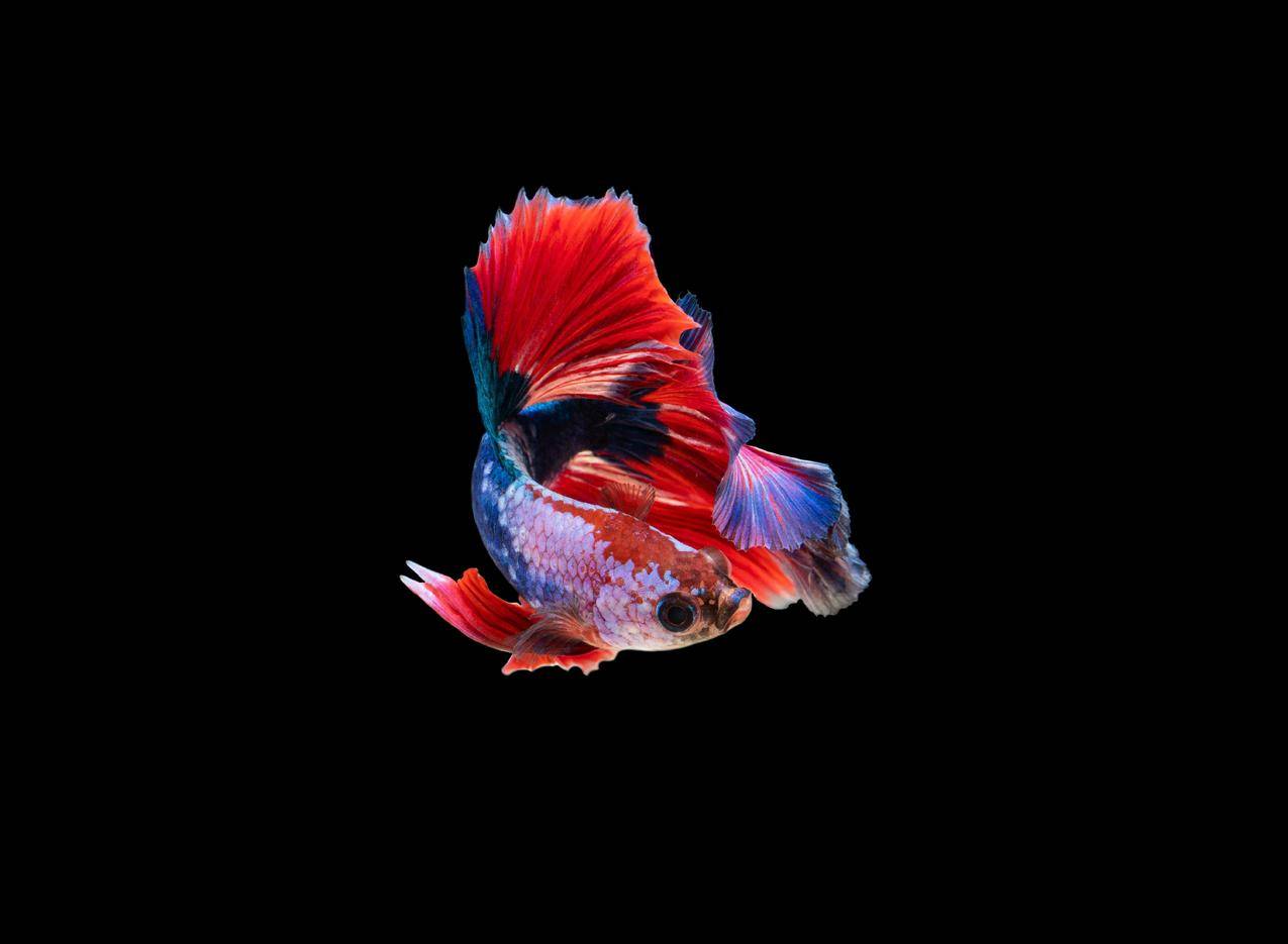 泰国斗鱼,黑暗,AMOLED,鱼,动物
