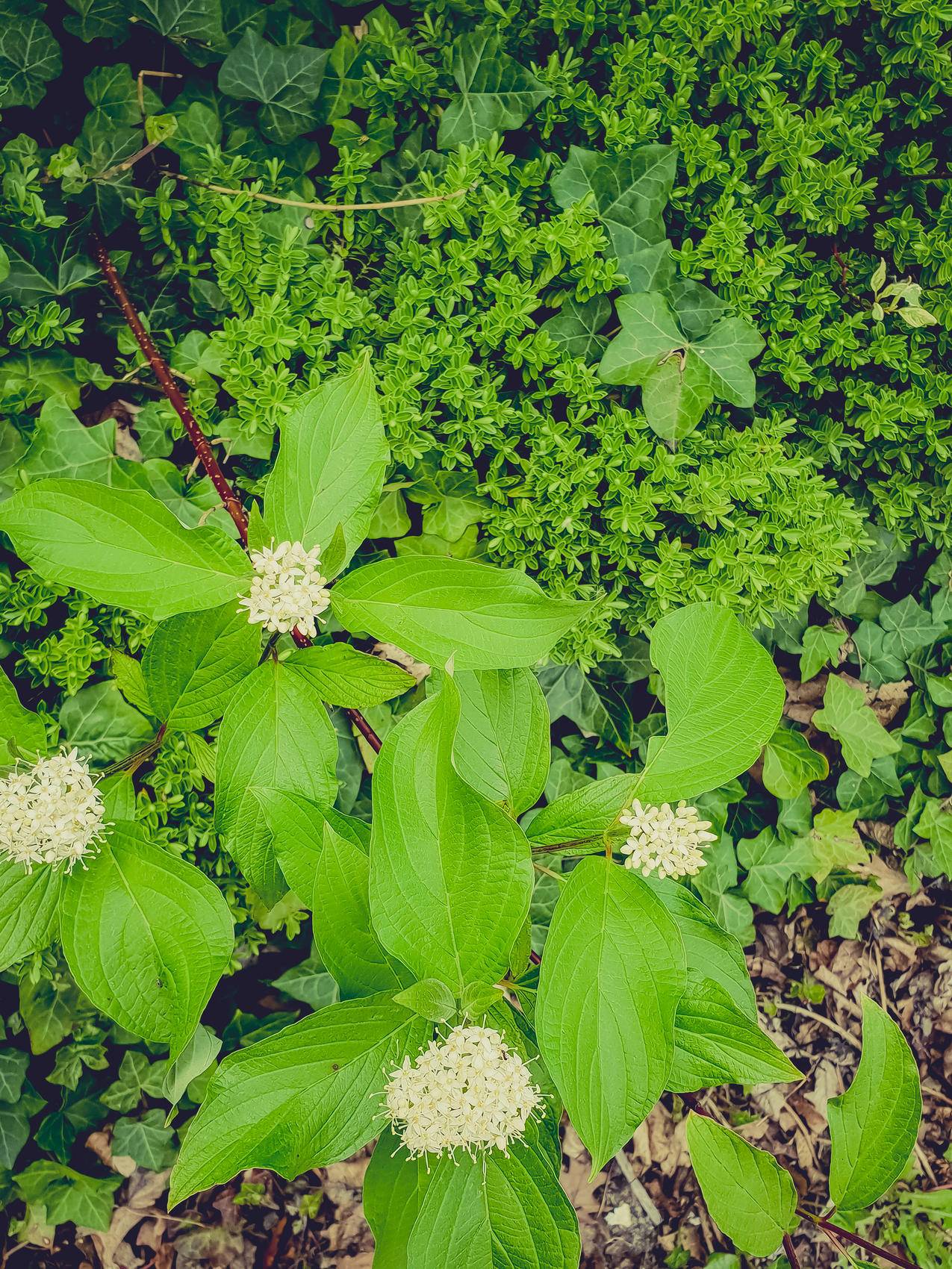 绿色,树叶,花卉,植物,肖像画