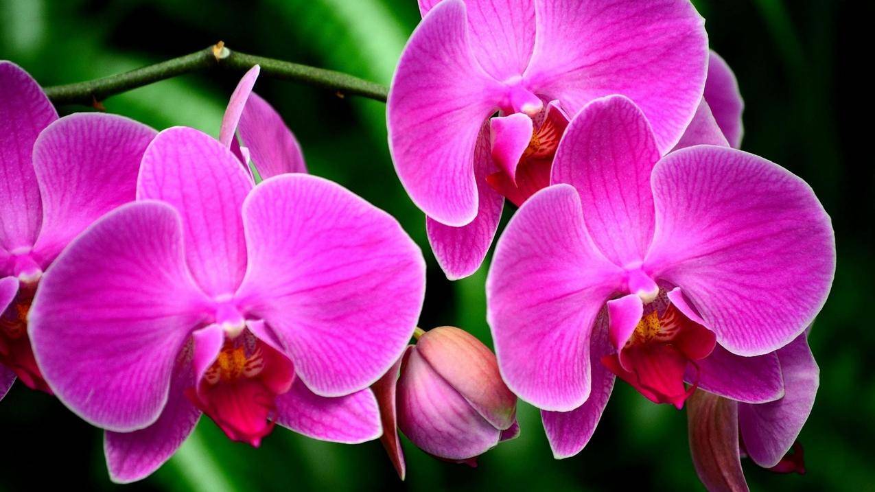 花,兰花,小花