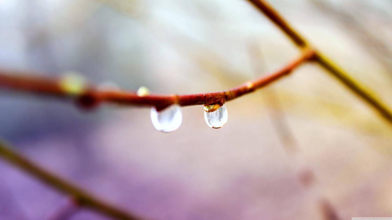 特写镜头,水滴,植物