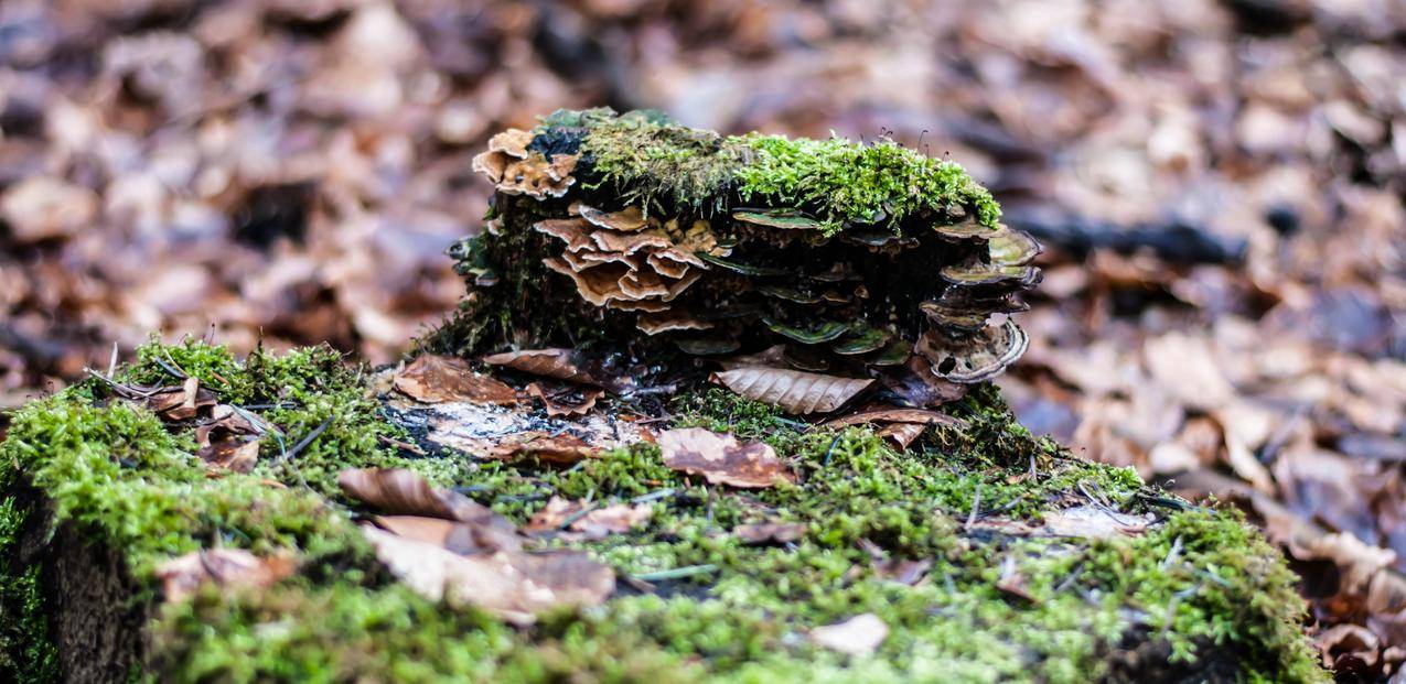 森林,苔藓,自然