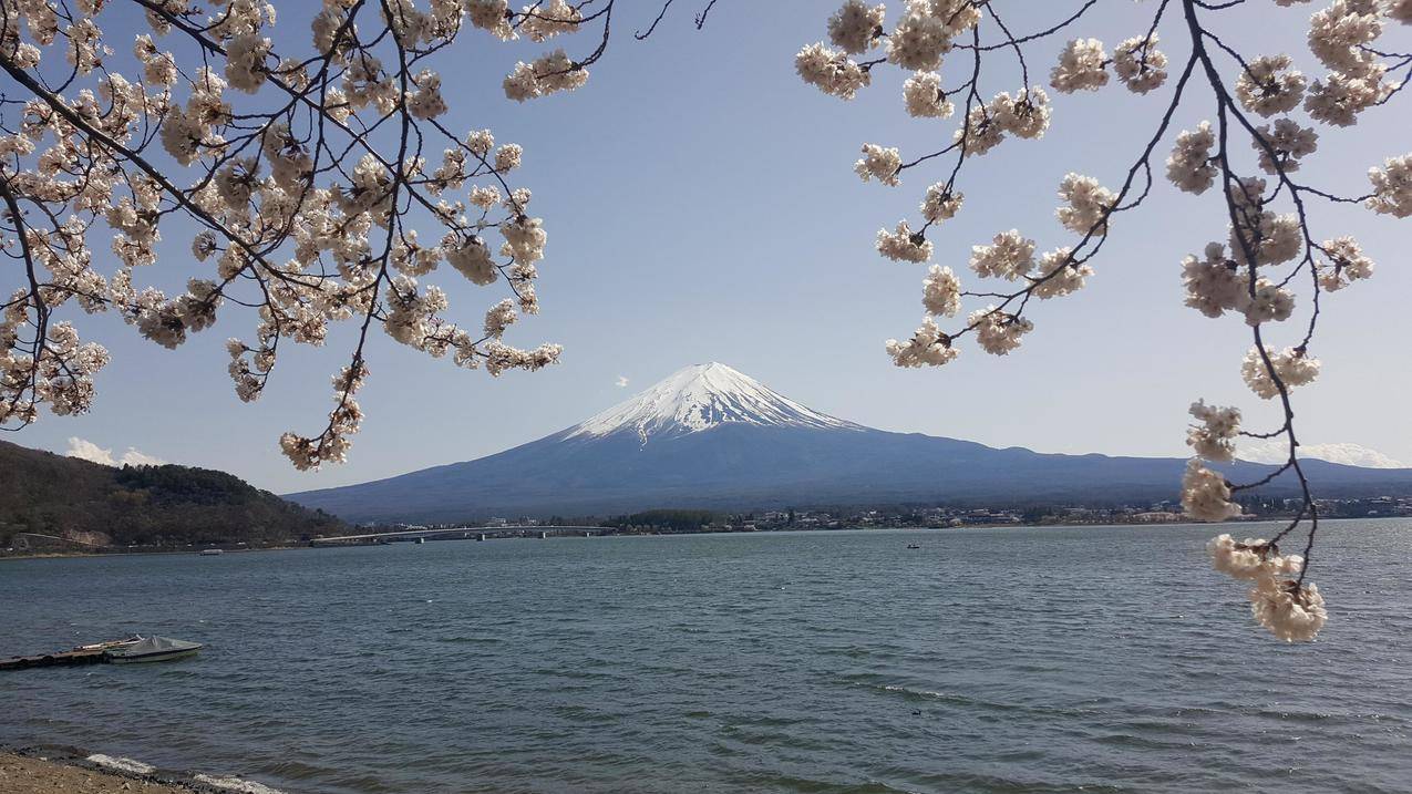 日本,自然,MountFuji,湖泊,春天