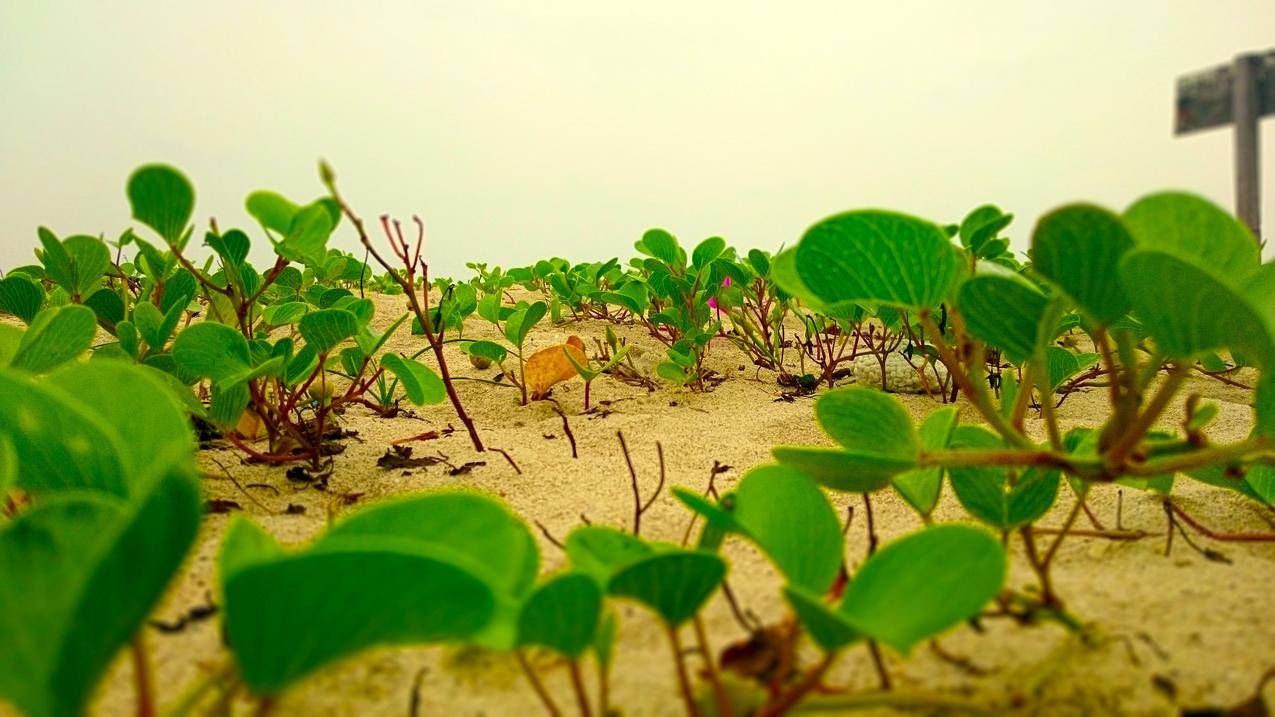 大自然,莲花,海滩,SriLanka