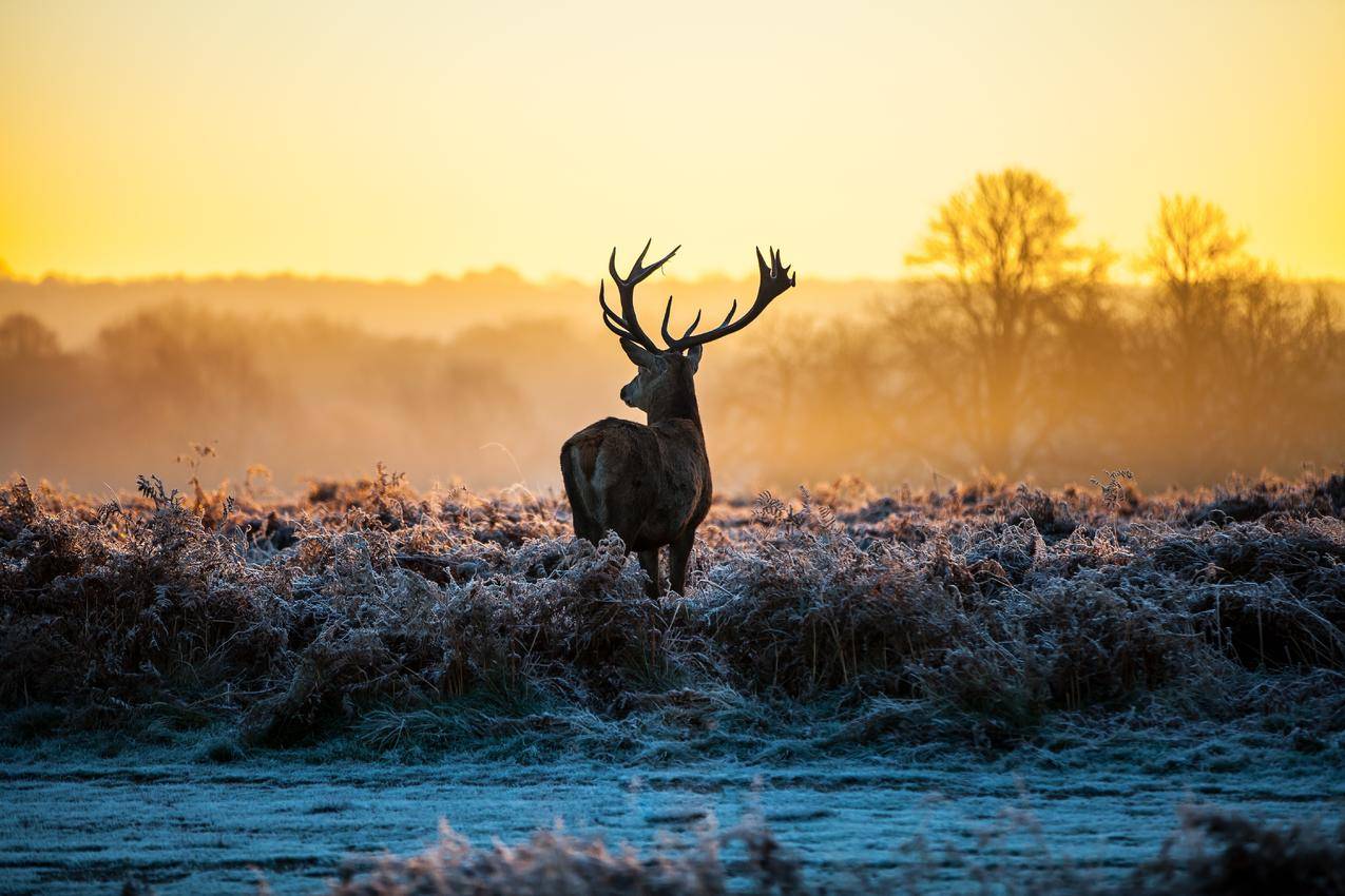 鹿,鹿,动物,自然,风景,阳光,早晨,frost