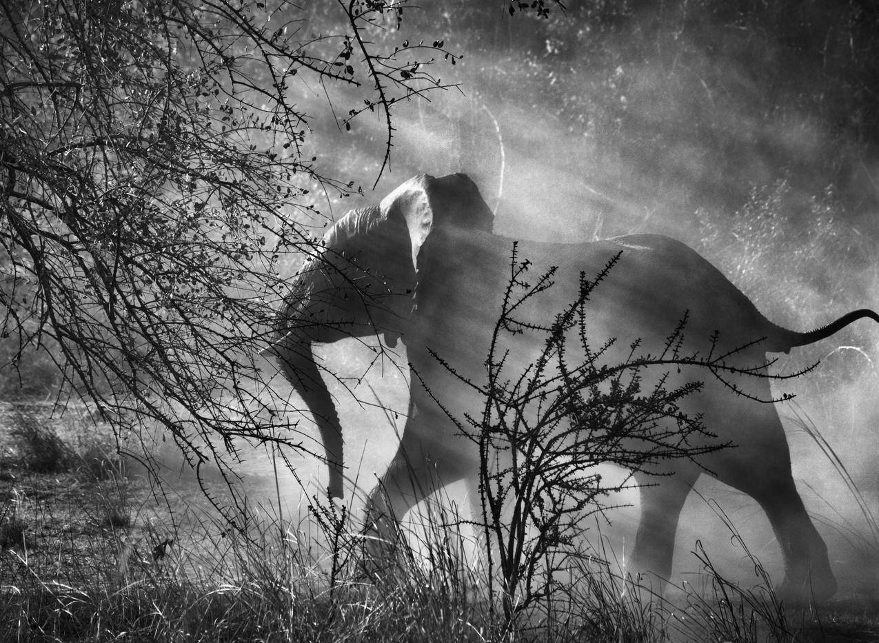 SebastiaoSalgado,摄影师,自然,动物,摄影,单色,大象,树木,草,灰尘,阳光,小动物