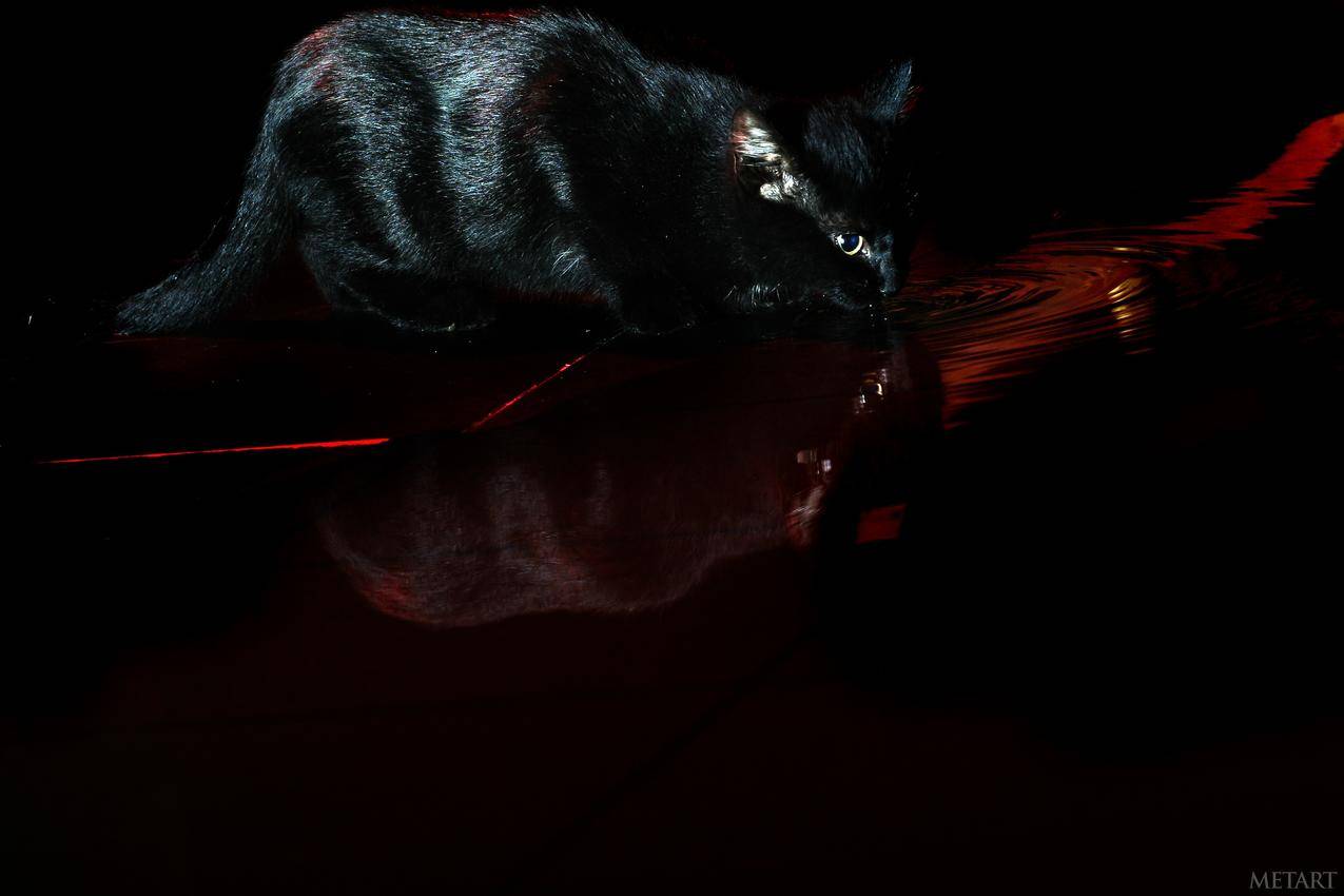 MET艺术,猫,黑色,水,Devil