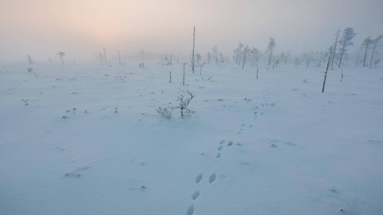 芬兰,冬天,风景