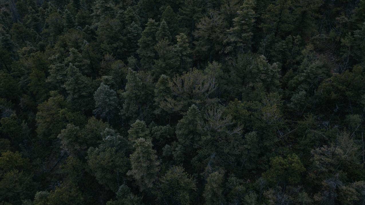 景观,森林,空中景观,树木