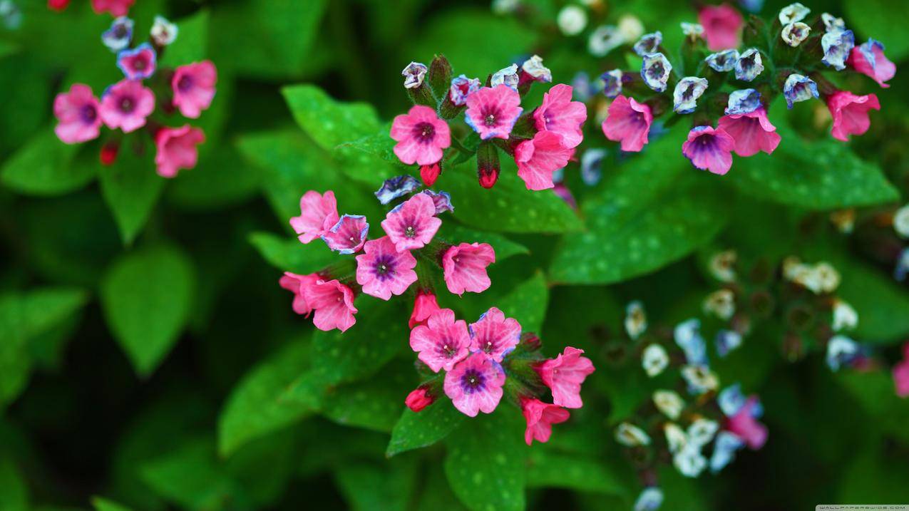 花卉,植物