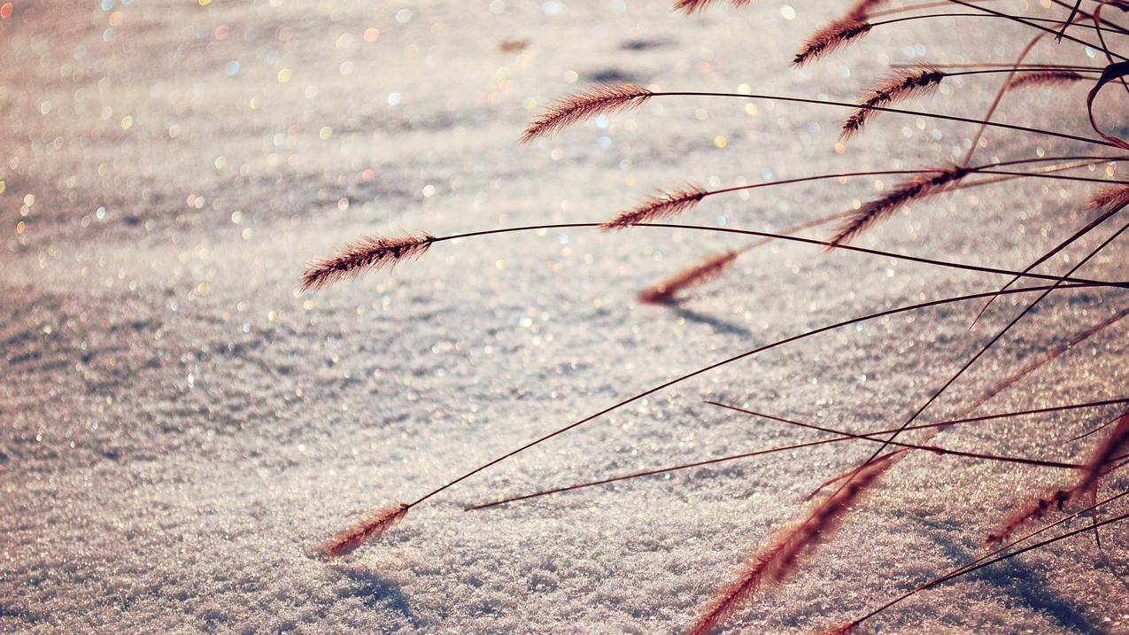 自然,宏观,雪,芦苇,深度