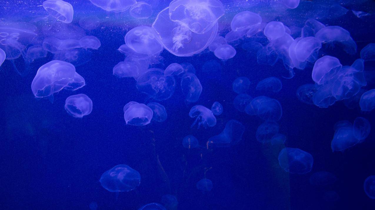 自然,海洋,水下,水母,蓝色背景,气泡
