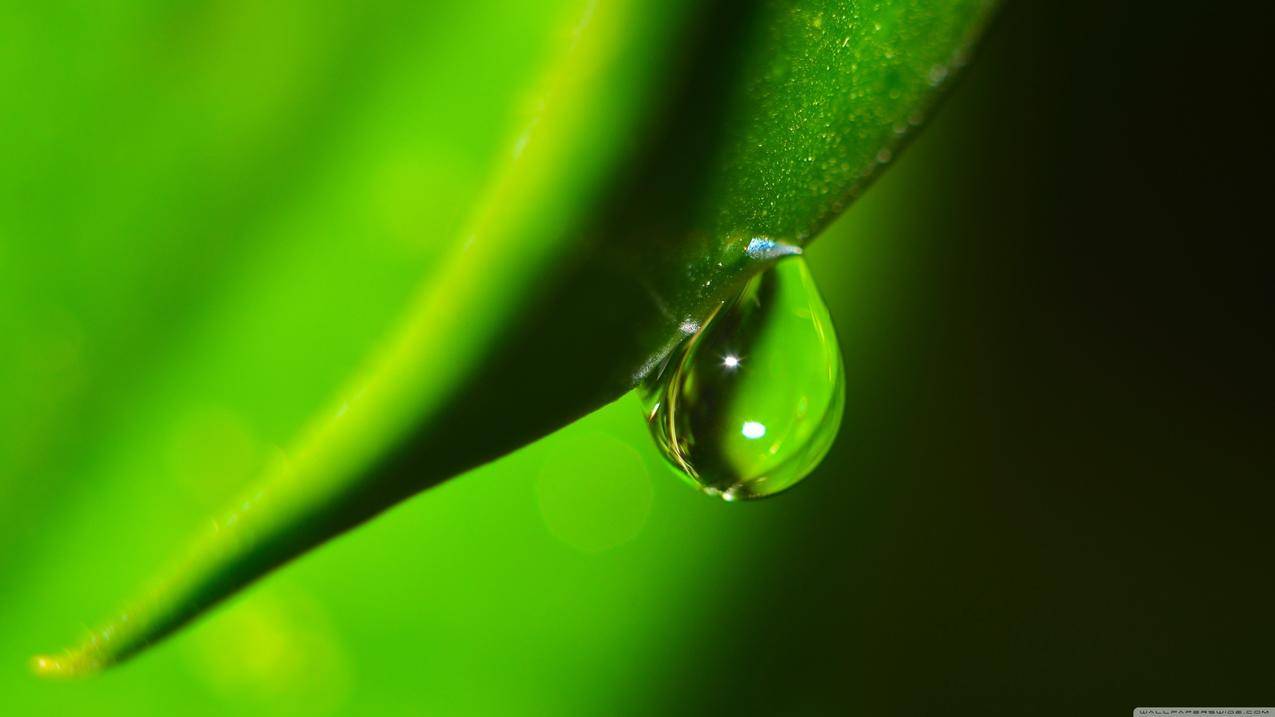 特写镜头,水滴,绿色,植物,自然,宏