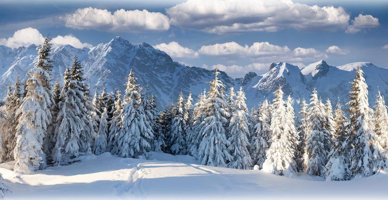 冬天,风景,自然,雪,树,山,森林