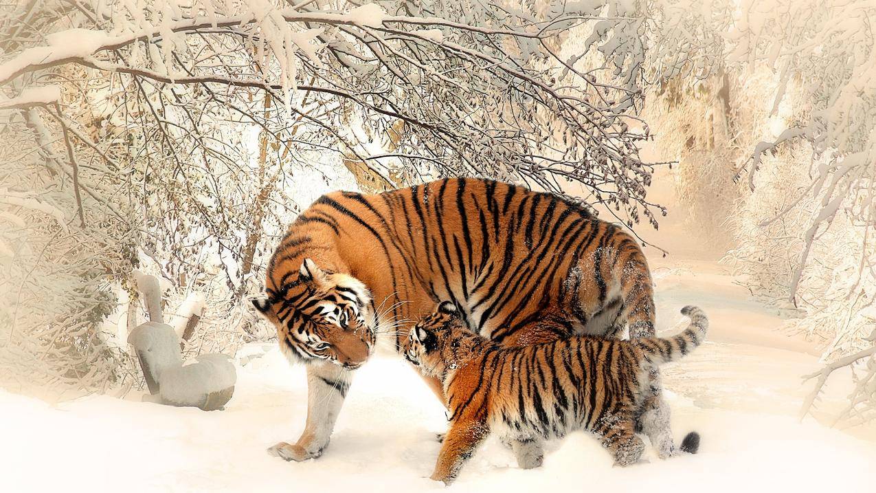 动物,自然,老虎,婴儿动物,冬天,雪,野生动物,摄影