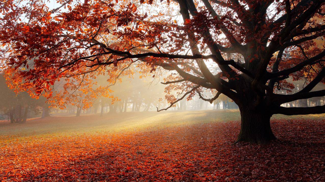 自然,树叶,秋天,雾霭,红色,树叶,阳光,树木,公园,田野