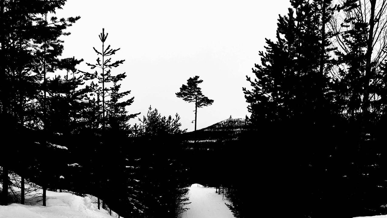 孤独,松树,冬天,雪,山脉