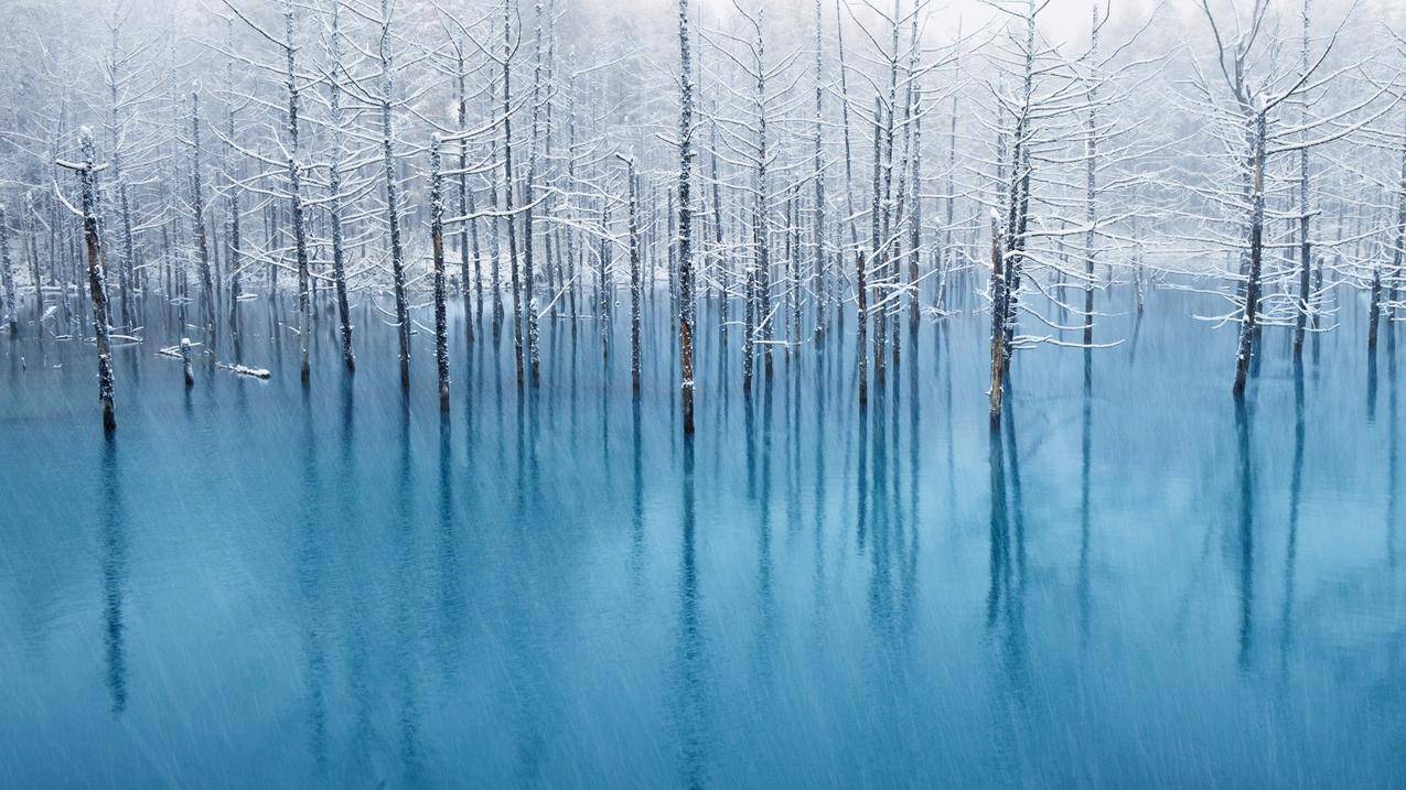 冰,佛罗伦萨湖,自然,树木
