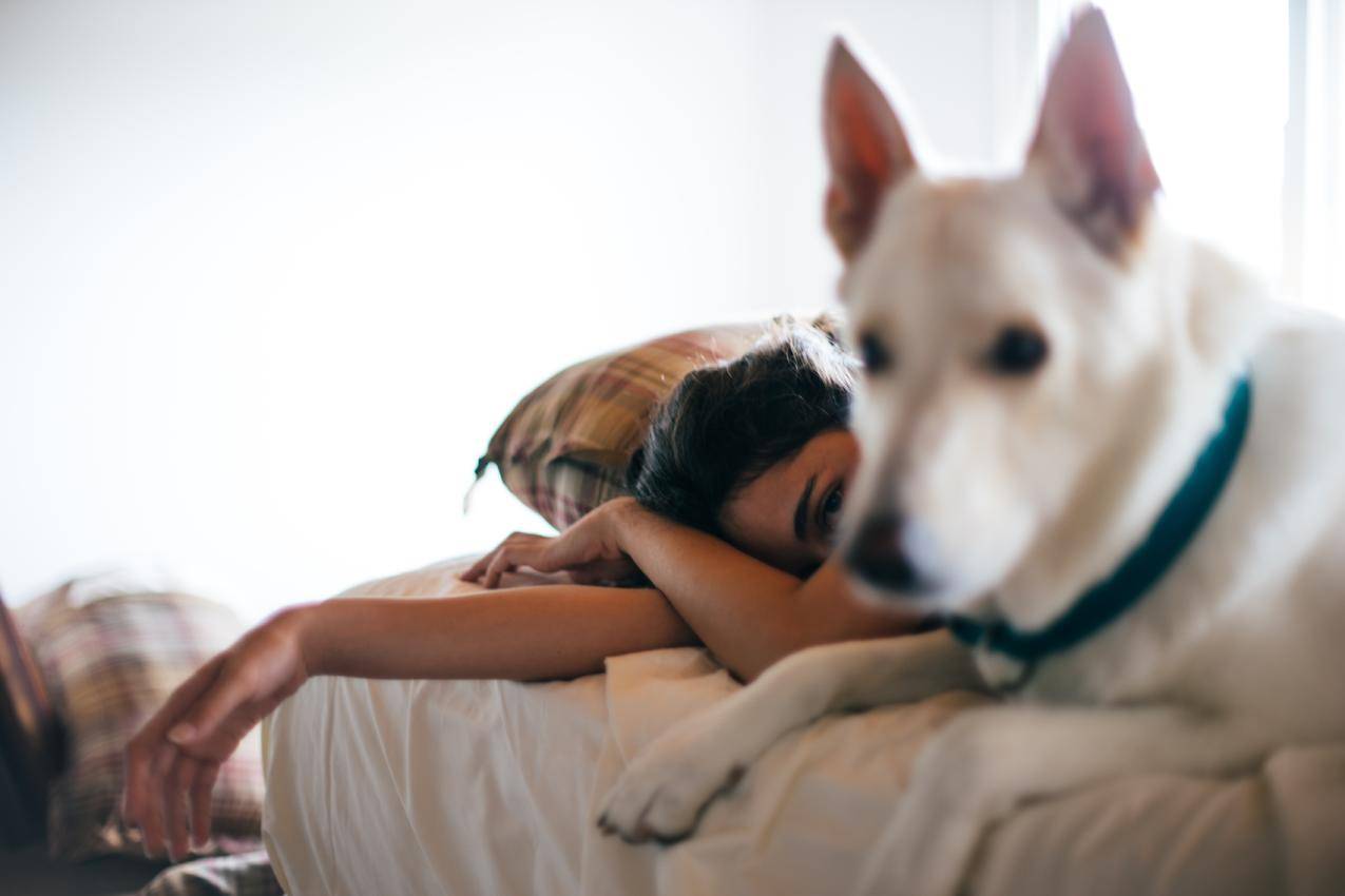 在床上,AndrePilli,动物,狗